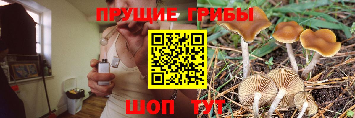 Псилоцибиновые грибы Psilocybine cubensis Анжеро-Судженск